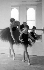 Curset de dansa destiu escola de dansa maribel bover